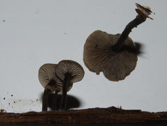 Arrhenia epichysium image