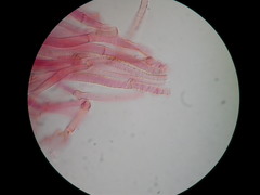 Arrhenia epichysium image