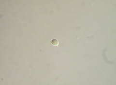 Arrhenia epichysium image