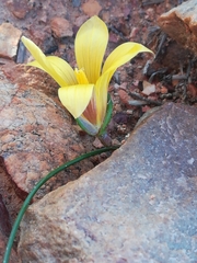 Romulea austinii