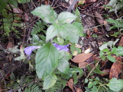 Strobilanthes rankanensis