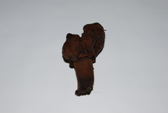 Gyromitra infula image