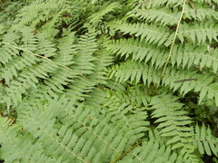 Diplazium viridissimum