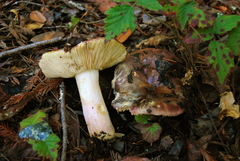 Russula xerampelina image