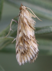 Cynaeda dentalis