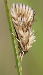 Cynaeda dentalis