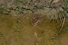 Leptodactylus macrosternum