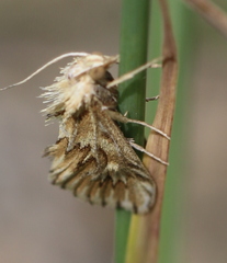 Cynaeda dentalis