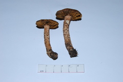 Inocybe hystrix image