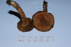 Inocybe hystrix image