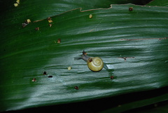 Cepaea nemoralis