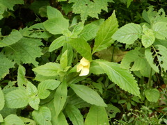 Impatiens tayemonii