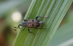Cercidocerus erubescens