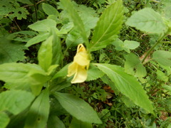 Impatiens tayemonii