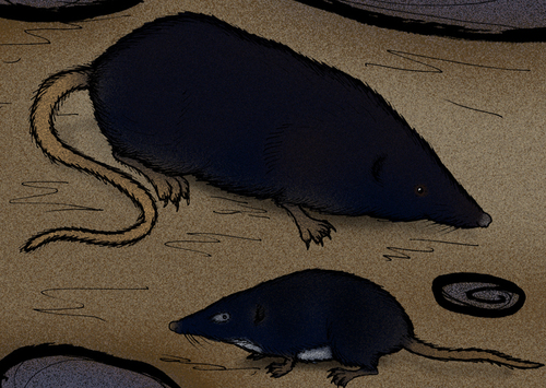 Balearic Shrew (Nesiotites hidalgo) — Data Deficient Mammalia