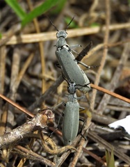 Epicauta floridensis