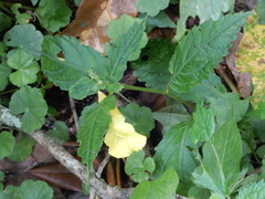 Impatiens tayemonii