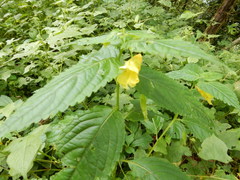 Impatiens tayemonii
