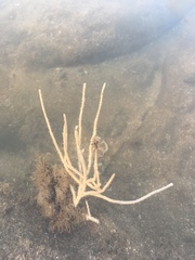 Pseudopterogorgia