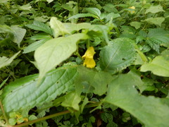 Impatiens tayemonii