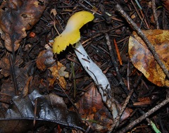 Hygrocybe flavifolia image