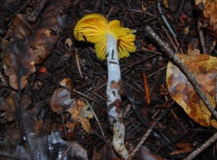 Hygrocybe flavifolia image