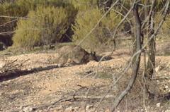 Lasiorhinus latifrons