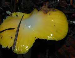 Hygrocybe flavifolia image