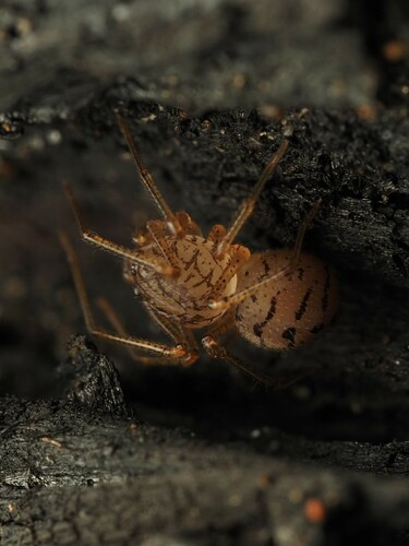 Scytodes alayoi