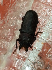 Mallodon dasystomus