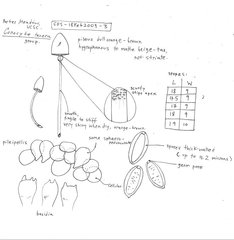 Conocybe tenera image