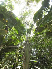 Phenakospermum guyannense