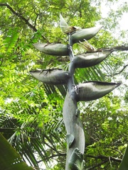 Phenakospermum guyannense