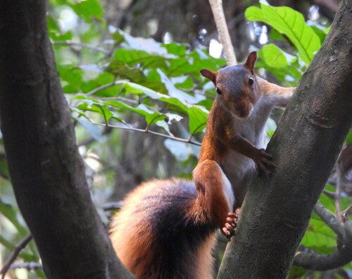 Southern Amazon Red Squirrel