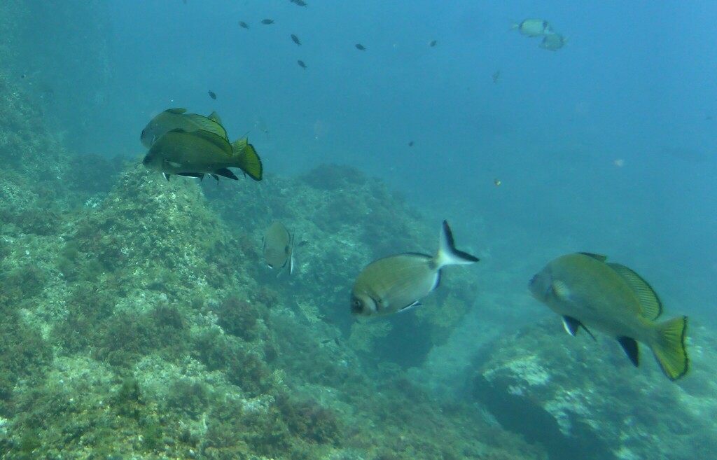 Photo of Brown meagre (Sciaena umbra)