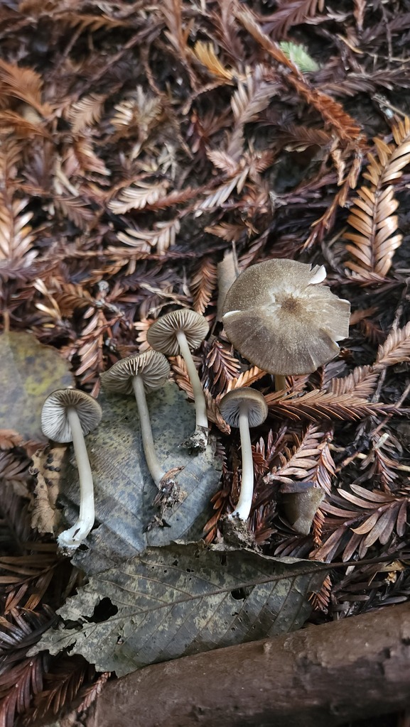 Entoloma fuscatum