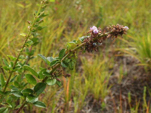 Image of Desmodium ciliare by (c) geosesarma, some rights reserved (CC BY)