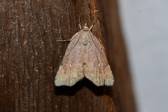 Cutina albopunctella