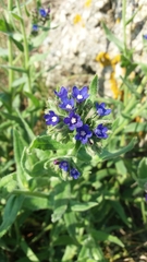 Anchusa officinalis