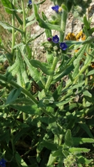 Anchusa officinalis