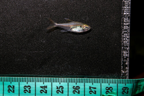 Bellotti-tetra (Hemigrammus bellottii) — Characidae — 3