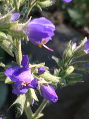 Polemonium occidentale