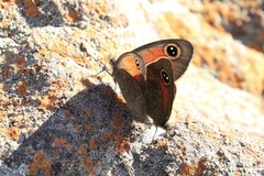 Stygionympha wichgrafi wichgrafi