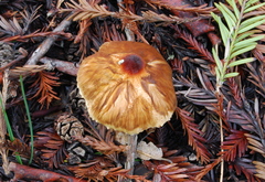 Lepiota magnispora image