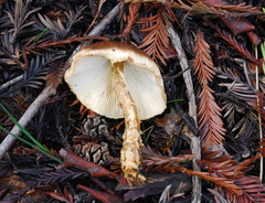 Lepiota magnispora image