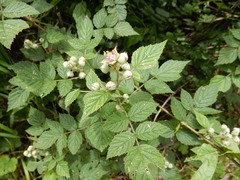 Rubus incanus