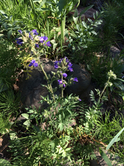 Polemonium occidentale