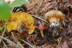 Suillus lakei image
