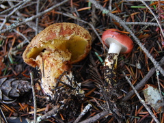 Suillus lakei image