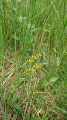 Carex spicata
